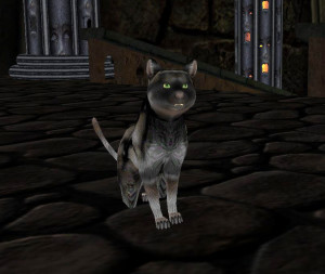 Denne katten var et av bildene som ble presentert ved annonseringen.